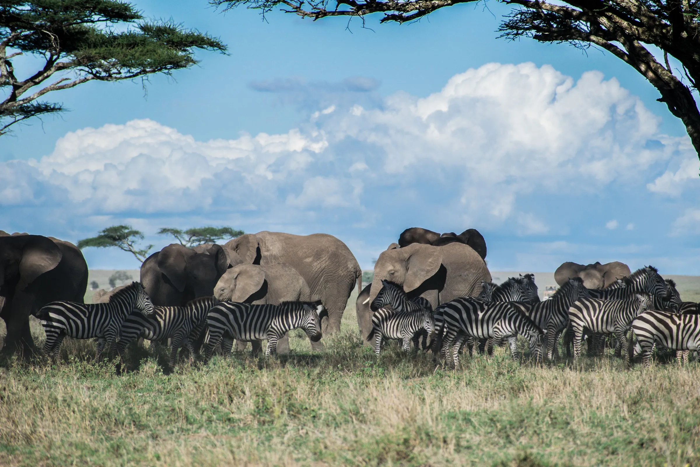 Éléphants et zèbres dans la savane du Serengeti, sous les acacias